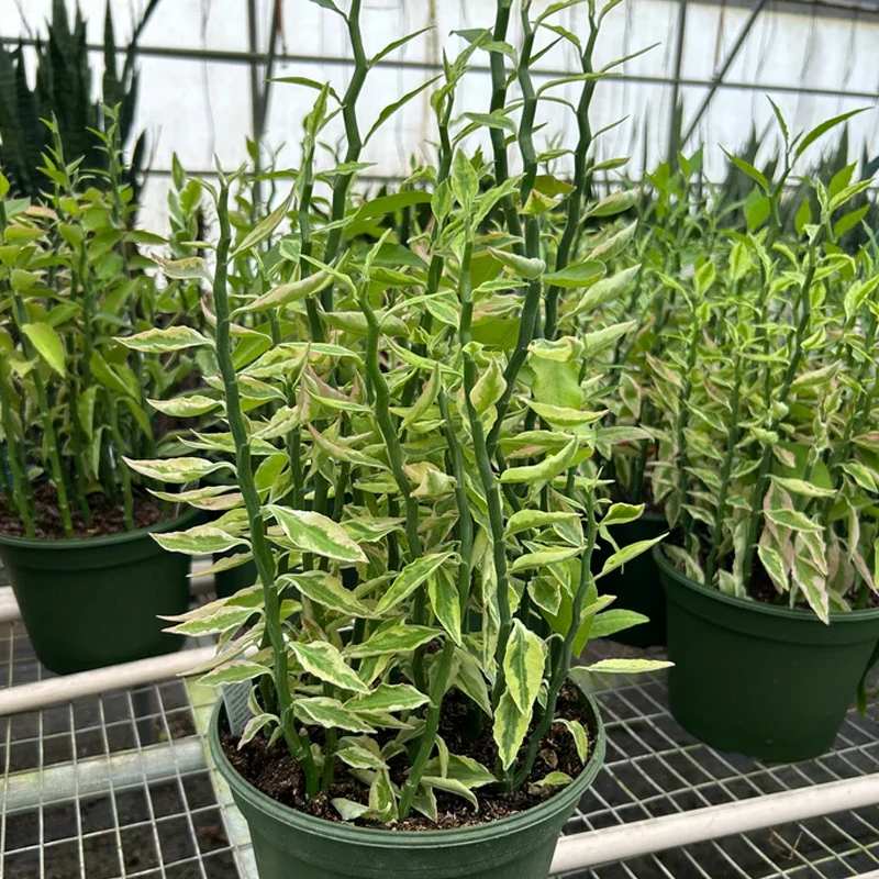 Variegated Devil's Backbone Euphorbia | Plant Addicts