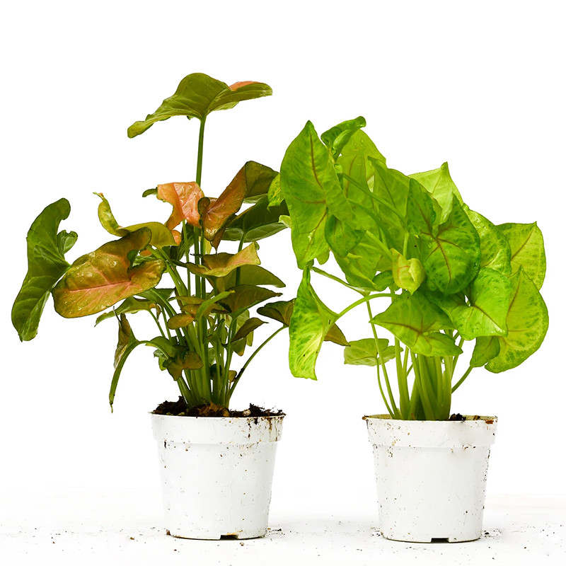 Plant Addicts Syngonium Houseplant