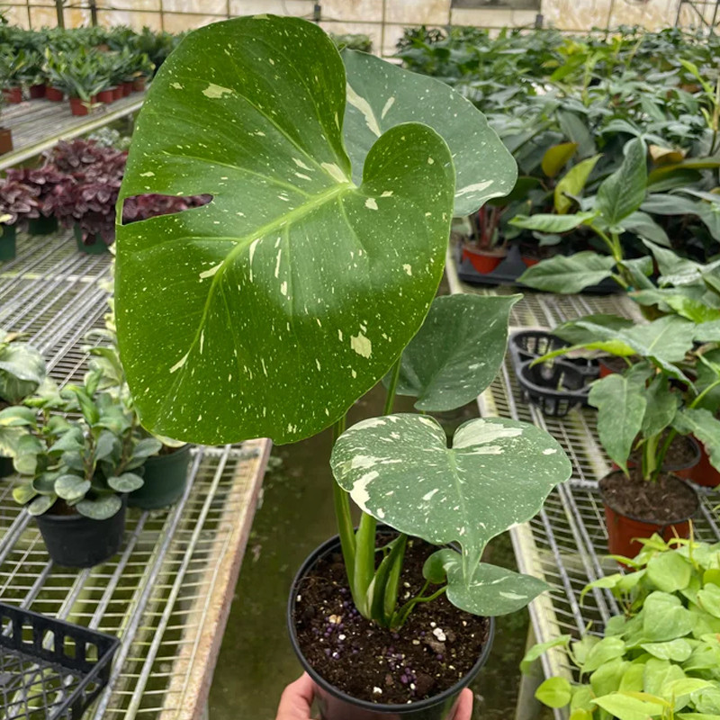 Thai Constellation Monstera | Plant Addicts