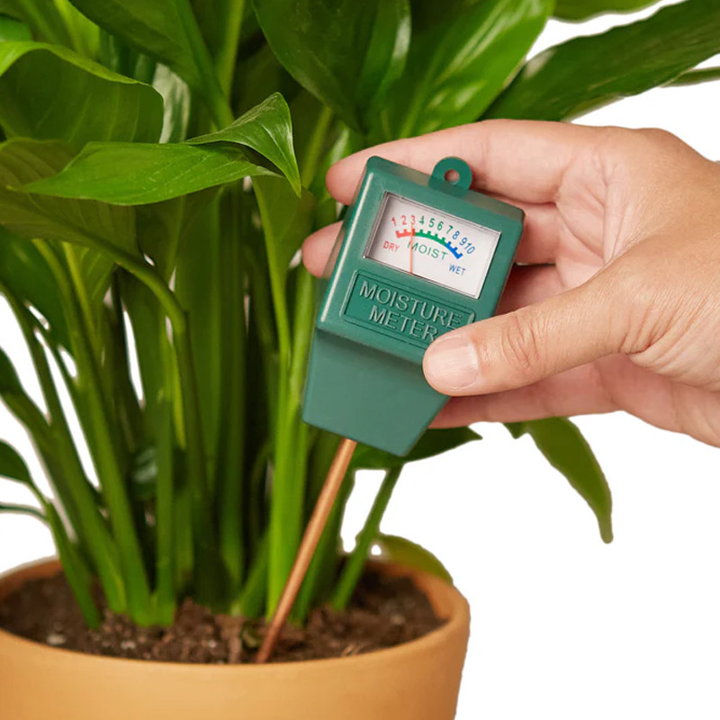 philodendron xl XL Jose Bueno Philodendron main image 1