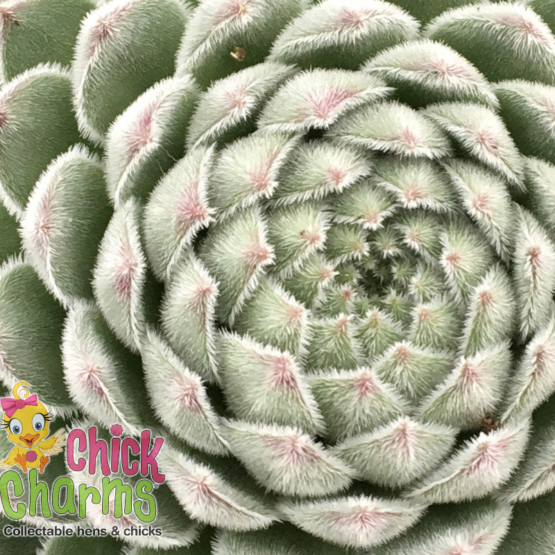 Chick Charms Sempervivum - Thumbnail 5