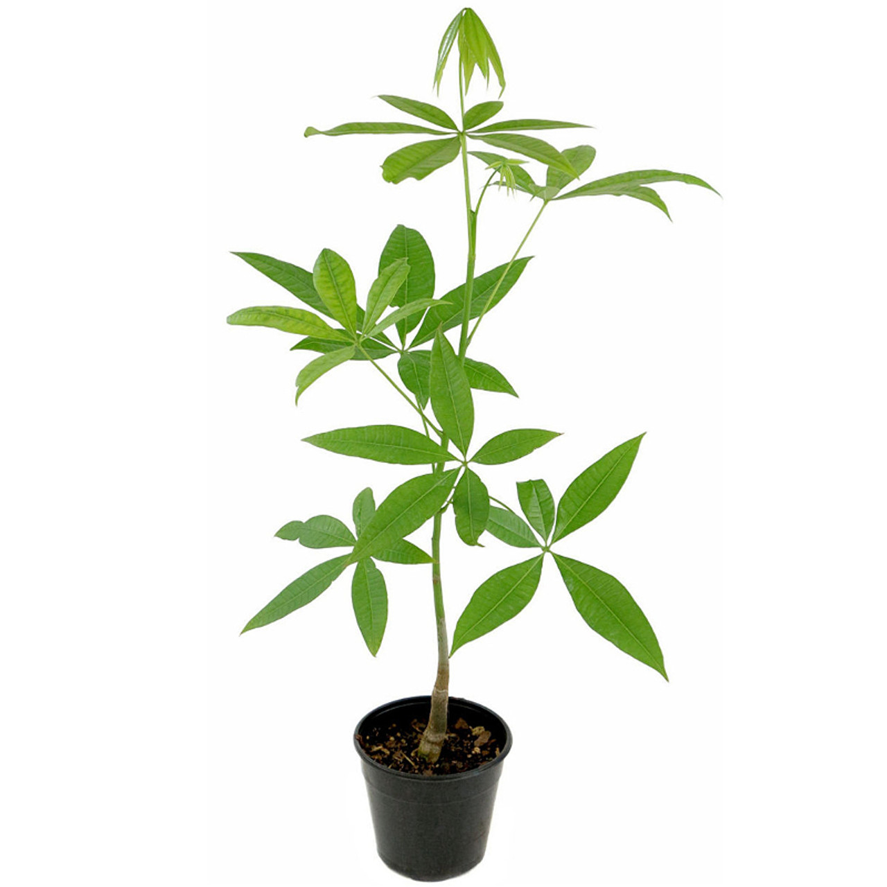 where to buy money tree plant