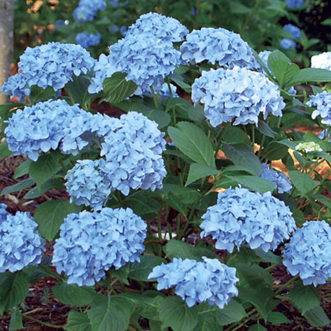 Mini Penny Hydrangea Plant Addicts