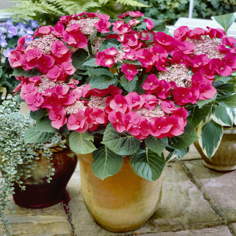 Cherry Explosion Hydrangea | Plant Addicts