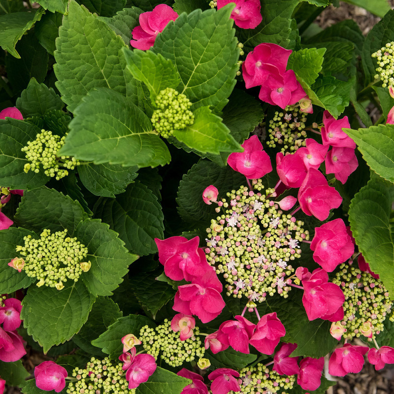 Cherry Explosion Hydrangea | Plant Addicts