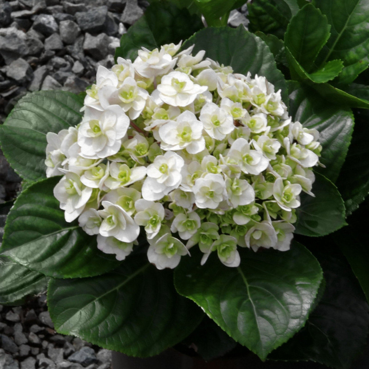 Hydrangea macrophylla 'Dancing Snow' Wedding Gown™ Hydrangea — Mr Maple │  Buy Japanese Maple Trees
