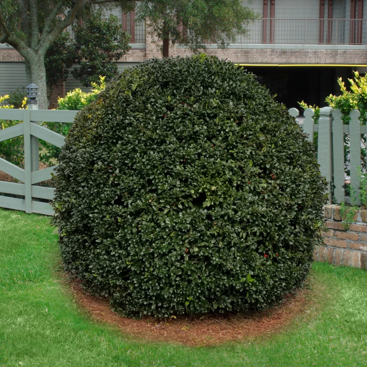Nellie R. Stevens Holly | Plant Addicts