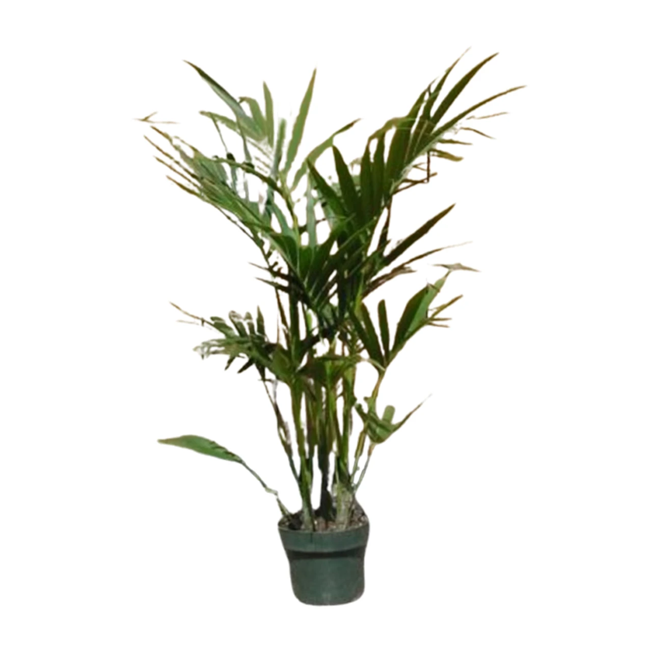 ib laursen kunstpflanze zeder ZEDERNBAUM auf Rindenfuß ☆ ca. 60 cm Weihnachtsbaum Kunstpflanze – Luise &  Fritz main image 1