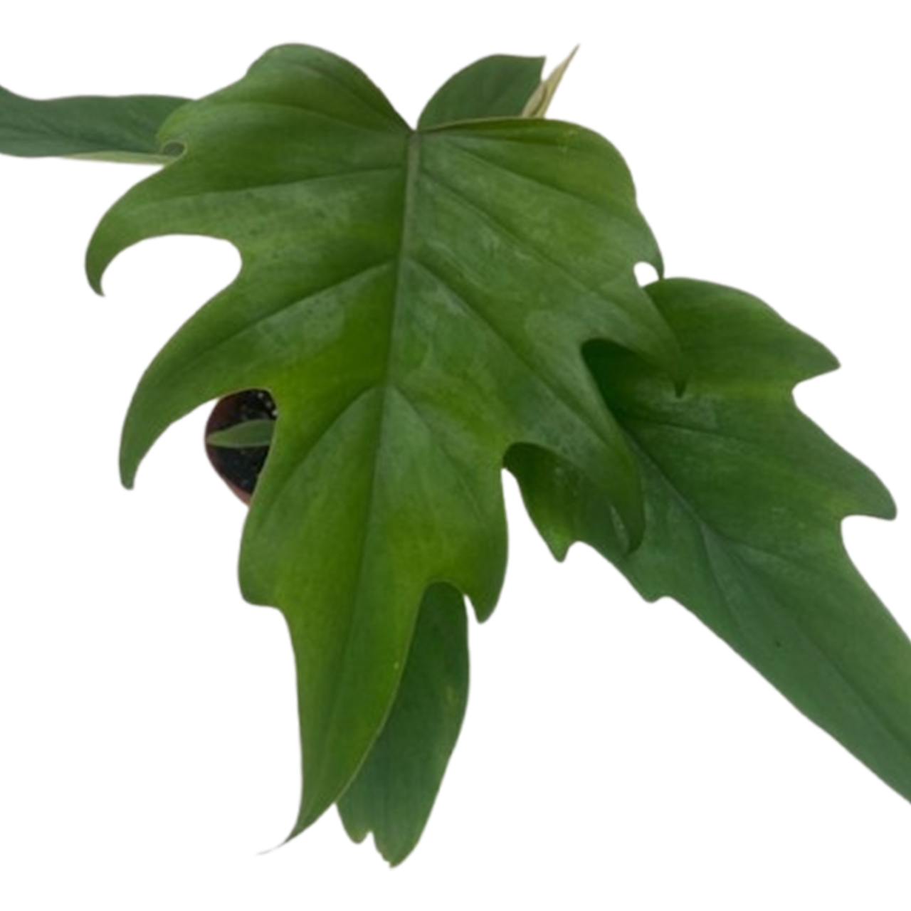 Plant Addicts Philodendron Mayoi