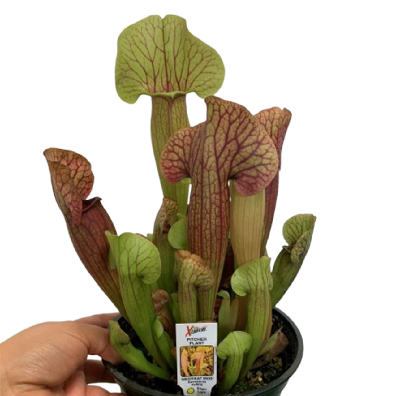 Plant Addicts Meerkat Mob Pitcher Plant