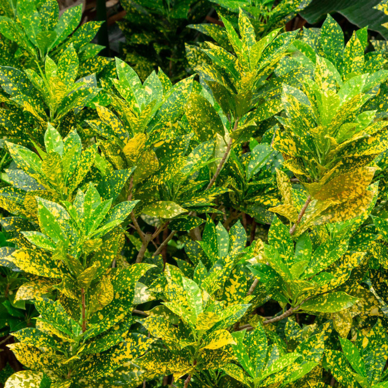 Liquid Gold Leaf - Indoor Plant Feed
