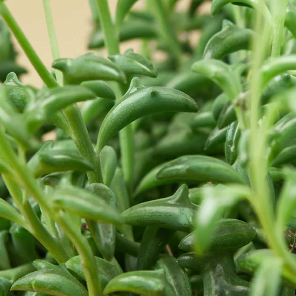 Plant Addicts String Of Dolphins - Thumbnail 4