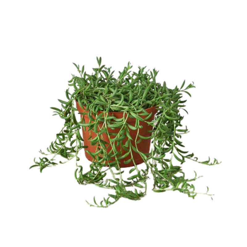 String of Bananas - Thumbnail 3