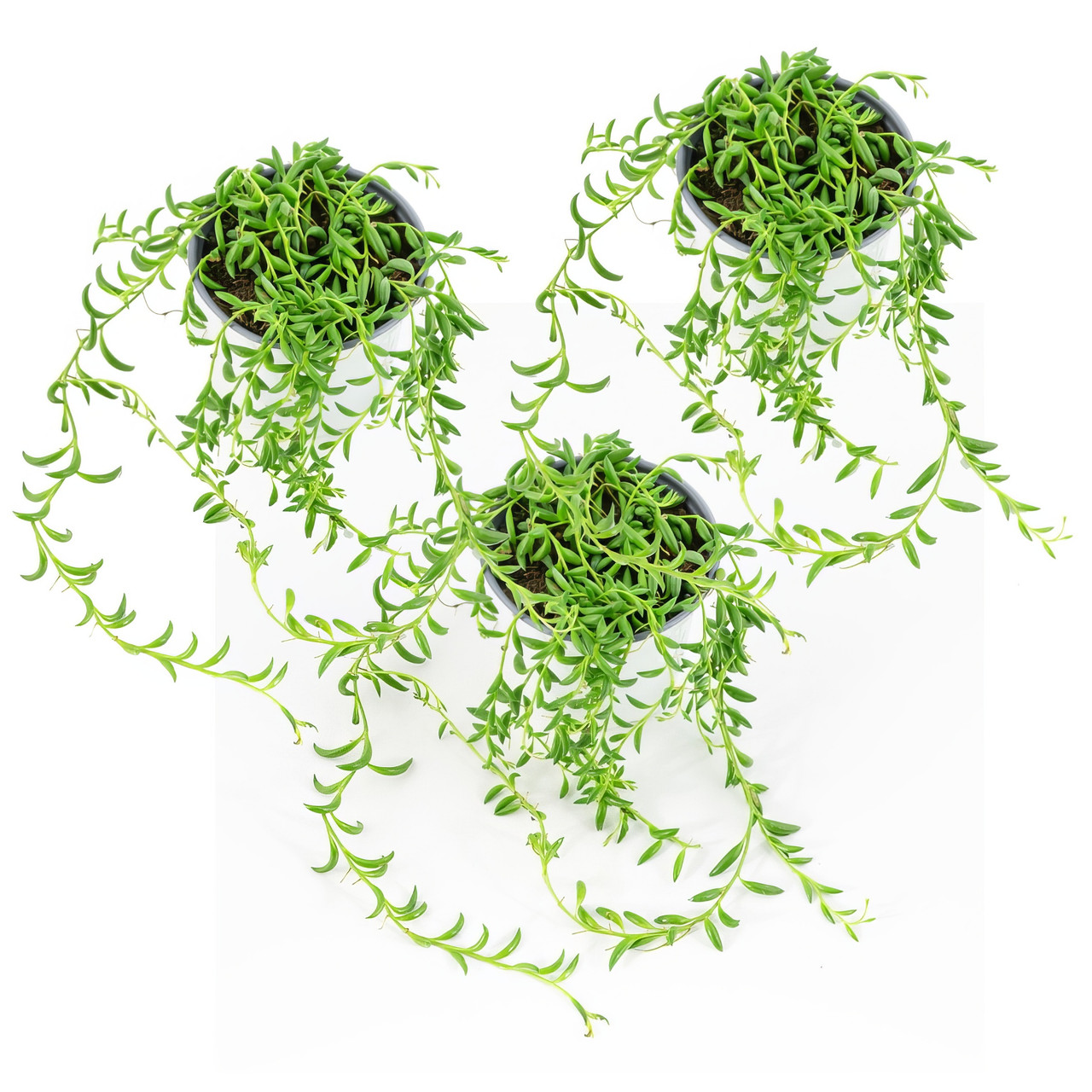 String of Bananas - Thumbnail 4