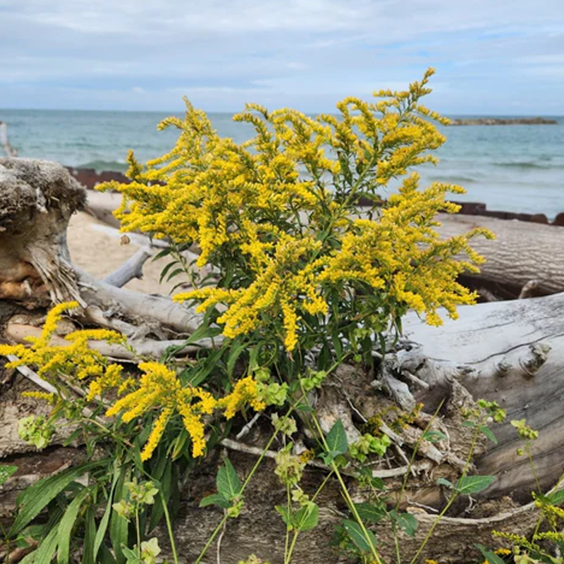 Seaside Goldenrod