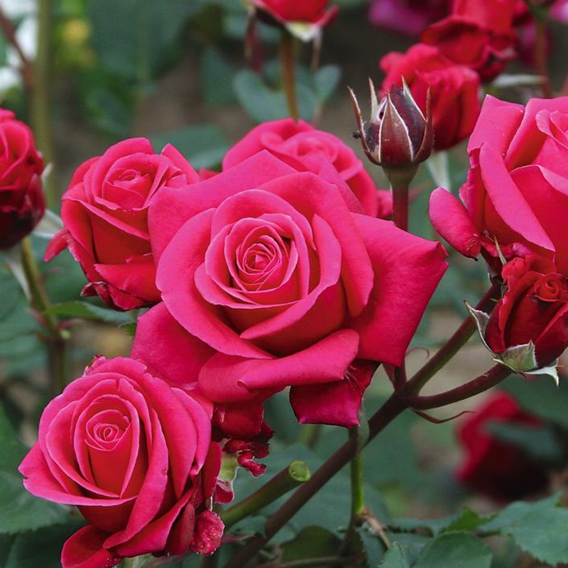 Flower Carpet Lipstick Rose | Plant Addicts