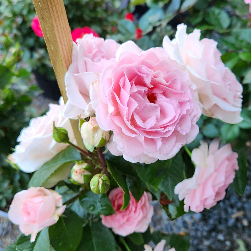 Devotion Rose True Devotion Climbing Rose | Plant Addicts