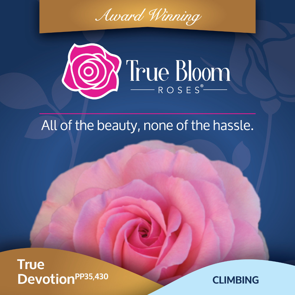 Devotion Rose True Devotion Climbing Rose | Plant Addicts