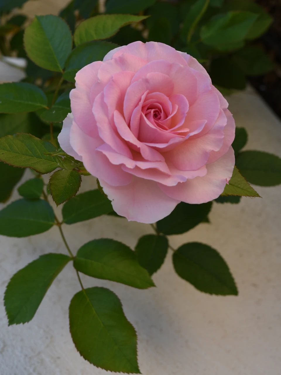 Devotion Rose True Devotion Climbing Rose | Plant Addicts