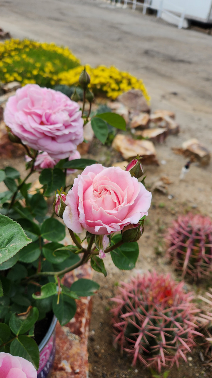 True Perfume Rose | Plant Addicts