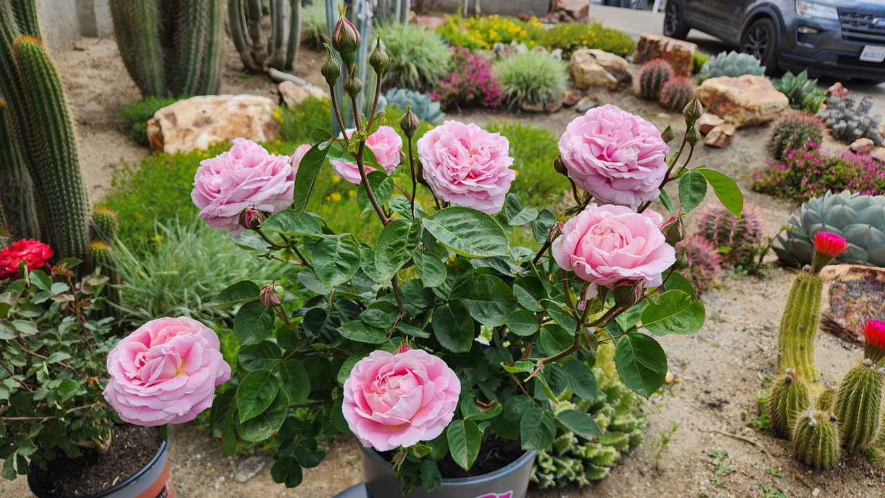 True Perfume Rose | Plant Addicts