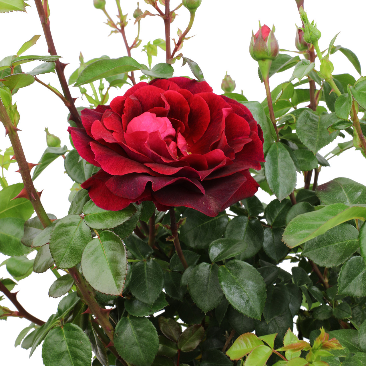 True Spirit Rose | Plant Addicts
