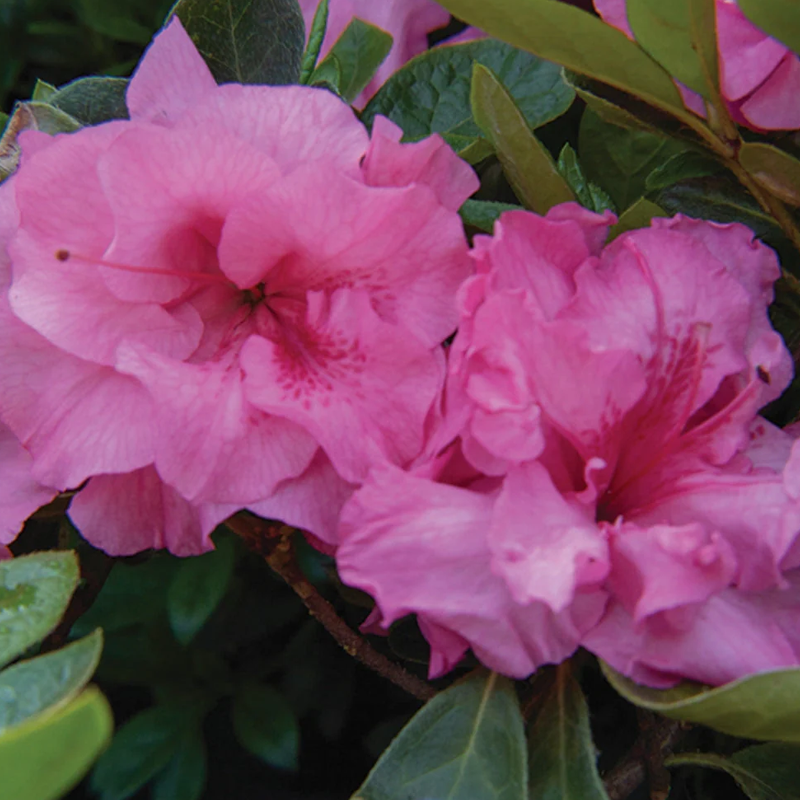 Bloomin Easy Ever After Azalea - Thumbnail 3