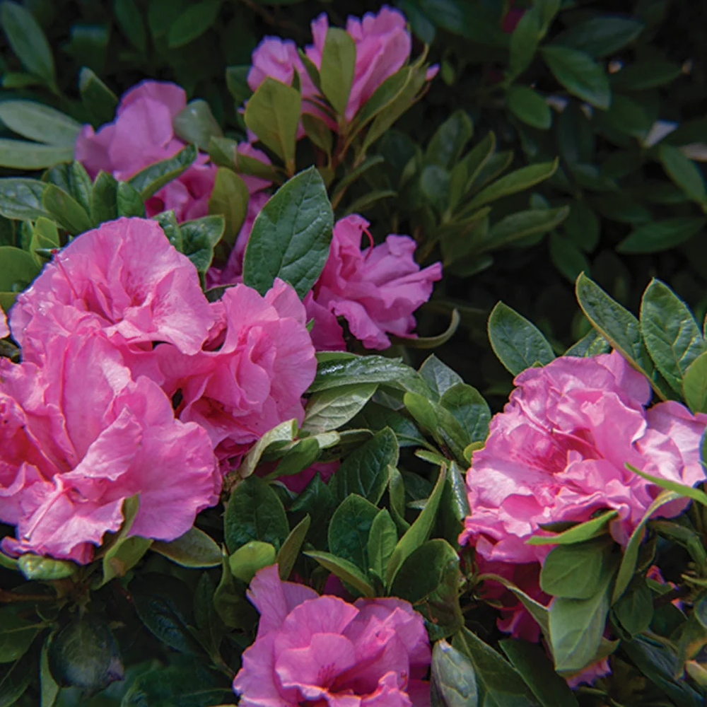 Bloomin Easy Ever After Azalea - Thumbnail 2