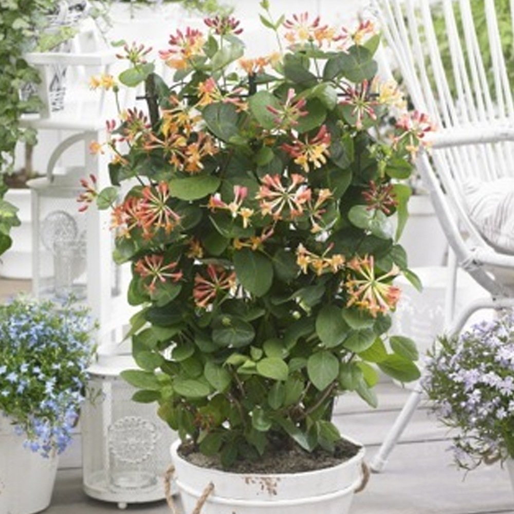 Coral Star Honeysuckle | Plant Addicts