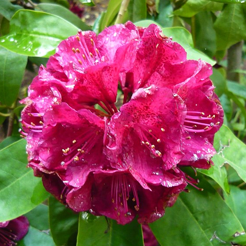 Henry's Red Rhododendron