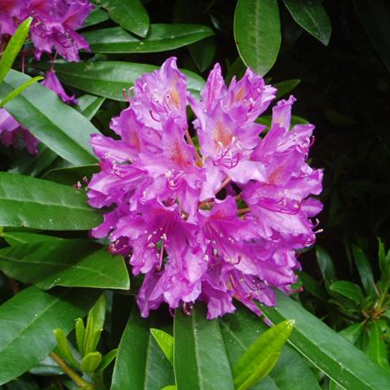 Tapestry Rhododendron