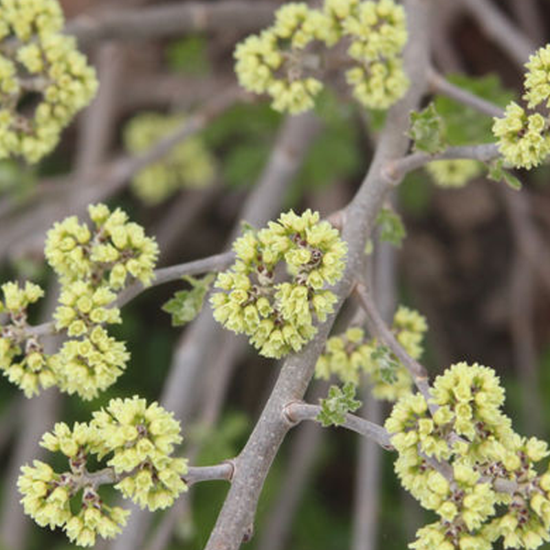 Plant Addicts Lacette Fragrant Sumac - Thumbnail 2