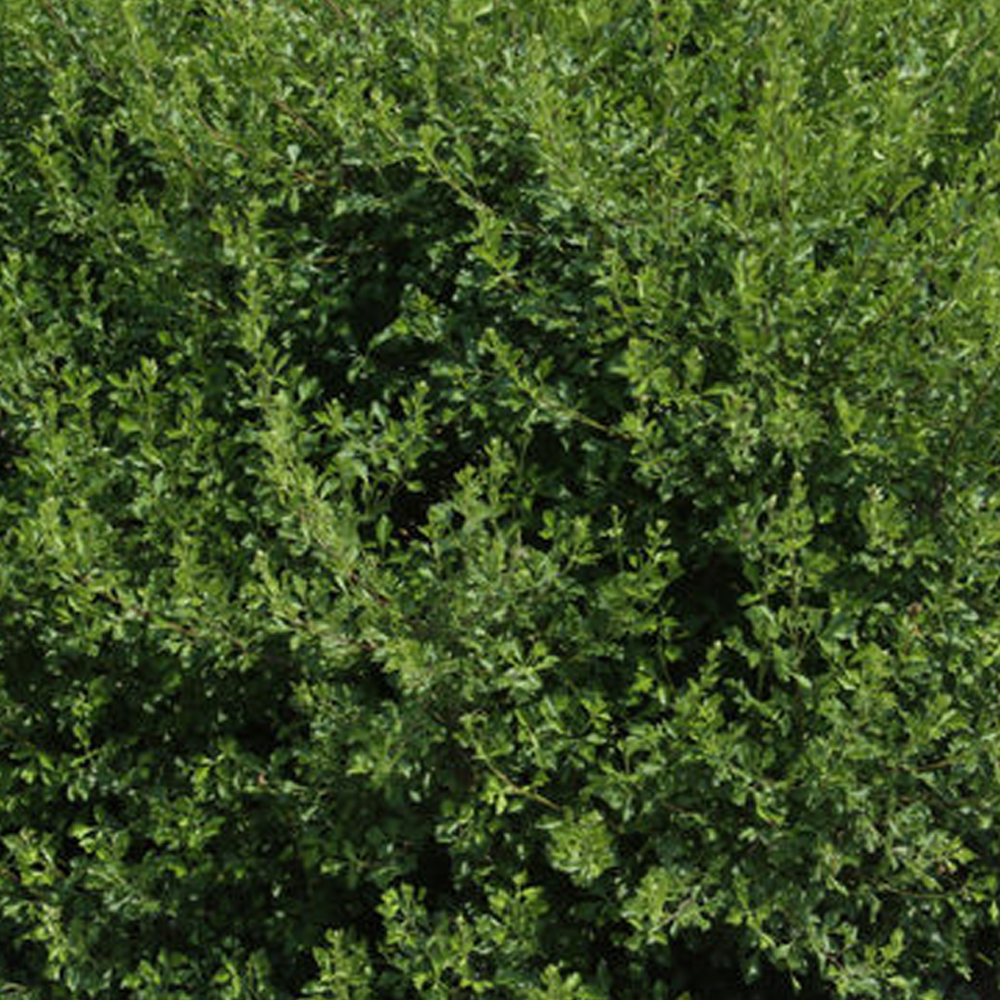 Plant Addicts Lacette Fragrant Sumac - Thumbnail 3