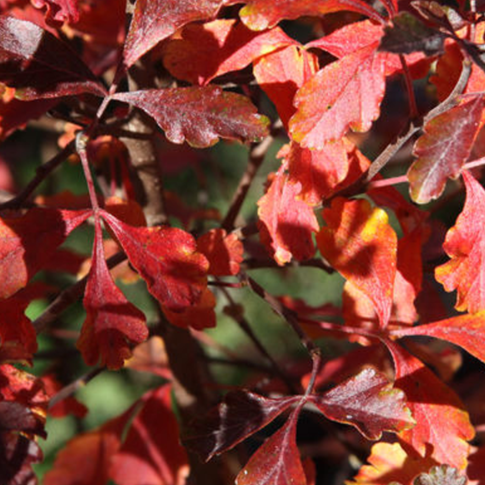 Plant Addicts Lacette Fragrant Sumac