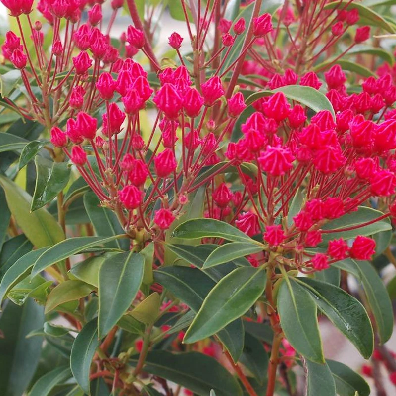 Stoplight Mountain Laurel | Plant Addicts