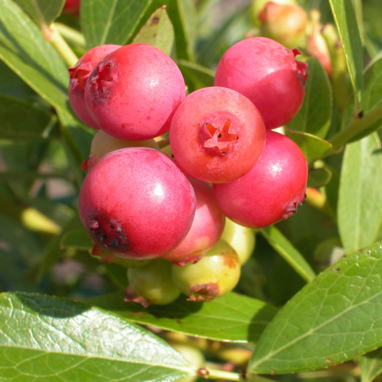 Pink Lemonade Blueberry Plant Addicts