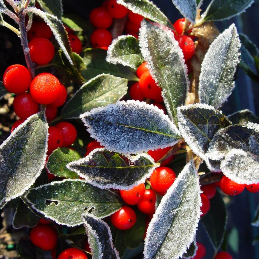 Holiday Red Sprite Winterberry | Plant Addicts