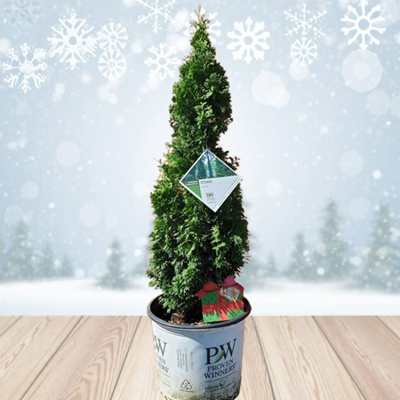 Holiday Sting™ Arborvitae | Plant Addicts