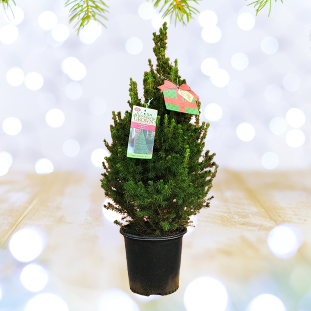 Plant Addicts Alberta Spruce