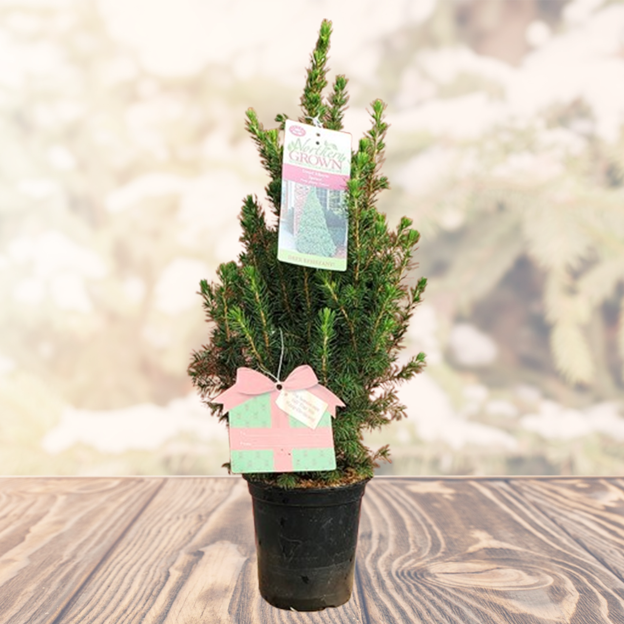 Plant Addicts Alberta Spruce - Thumbnail 3