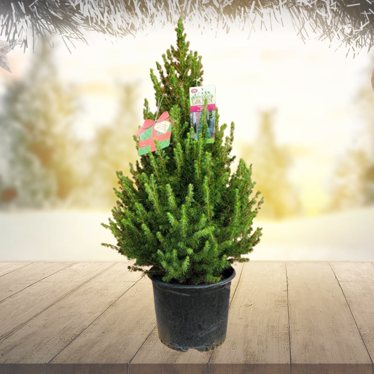 Plant Addicts Alberta Spruce - Thumbnail 2