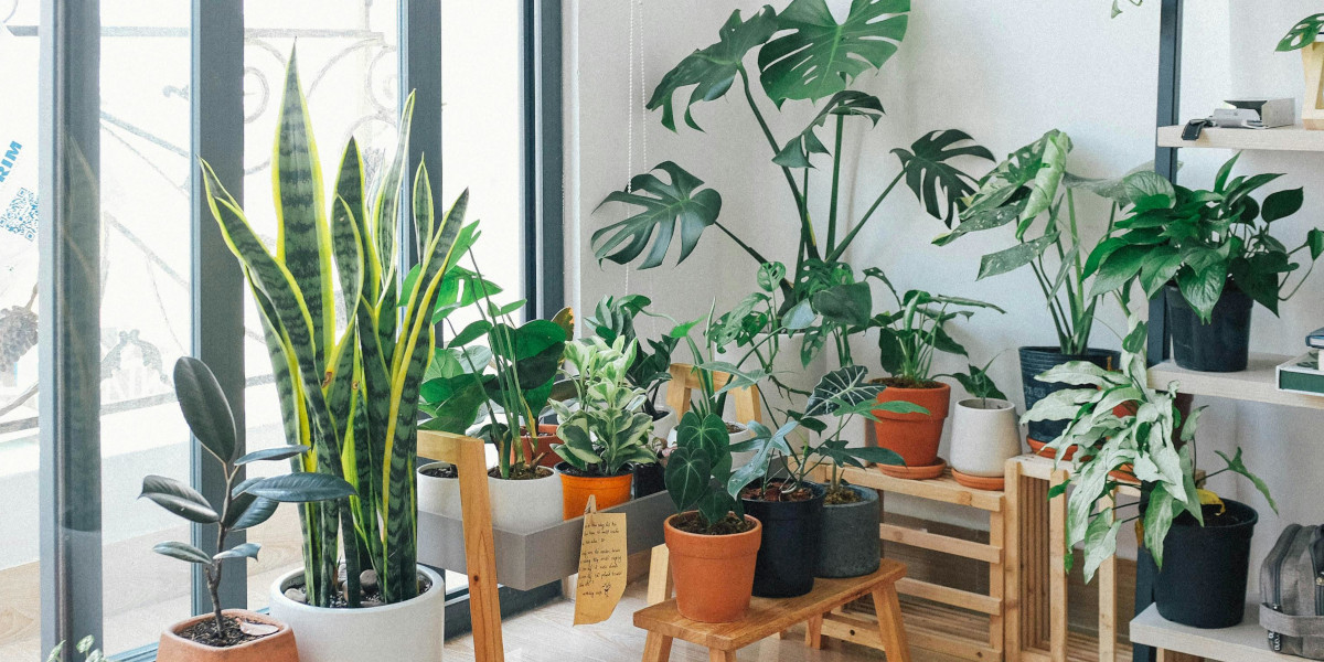 Houseplants For Sale
