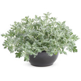 Large Proven Accents Silver Bullet Wormwood Plant Growing in Planter