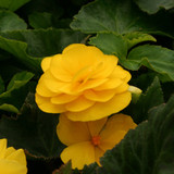 Nonstop® Mocca Yellow Begonia Flower Petals & Leaves