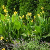 Border of Tall Toucan Yellow Canna Lilies