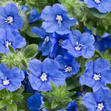 Blue My Mind® Dwarf Morning Glory Flowers and Foliage