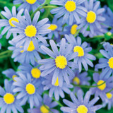 Cape Town Blue Blue Felicia Daisy Flowers and Foliage