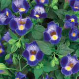 Catalina Midnight Blue Wishbone Flower Flowers and Foliage Close Up