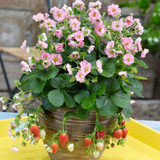 Berried Treasure® Pink Strawberry in Outdoor Planter