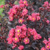 Center Stage® Pink Crape Myrtle flowers closeup